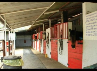  El manejo y nuestros caballos 